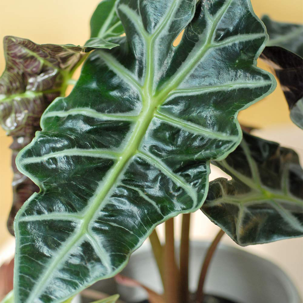 Thompson and Morgan Alocasia Amazonica Elephant Ear Plant Pot 12cm 2 Pack Image 1