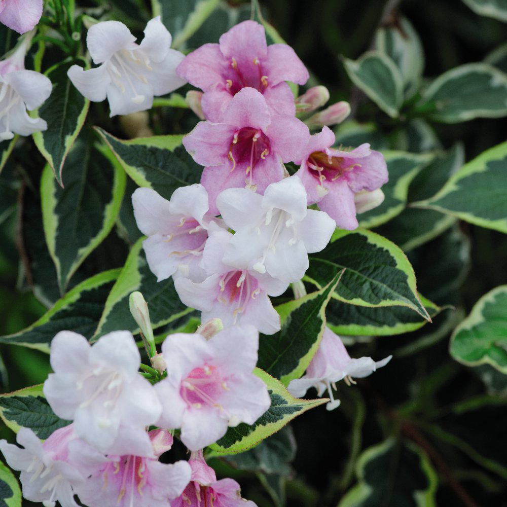 Thompson and Morgan Weigela Florida Variegata Potted Plant 9cm Image 1