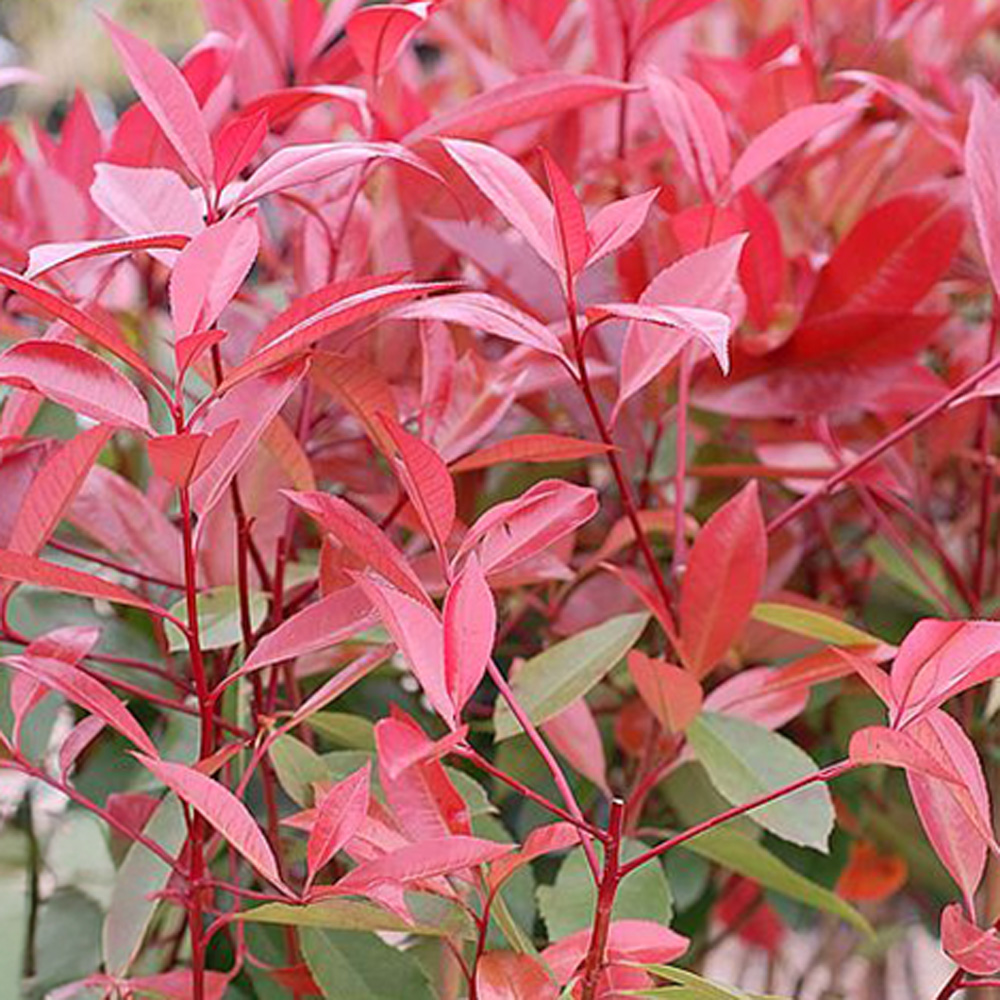 Thompson and Morgan Winter Interest Shrub Collection Plant Pot 9cm 6 ...