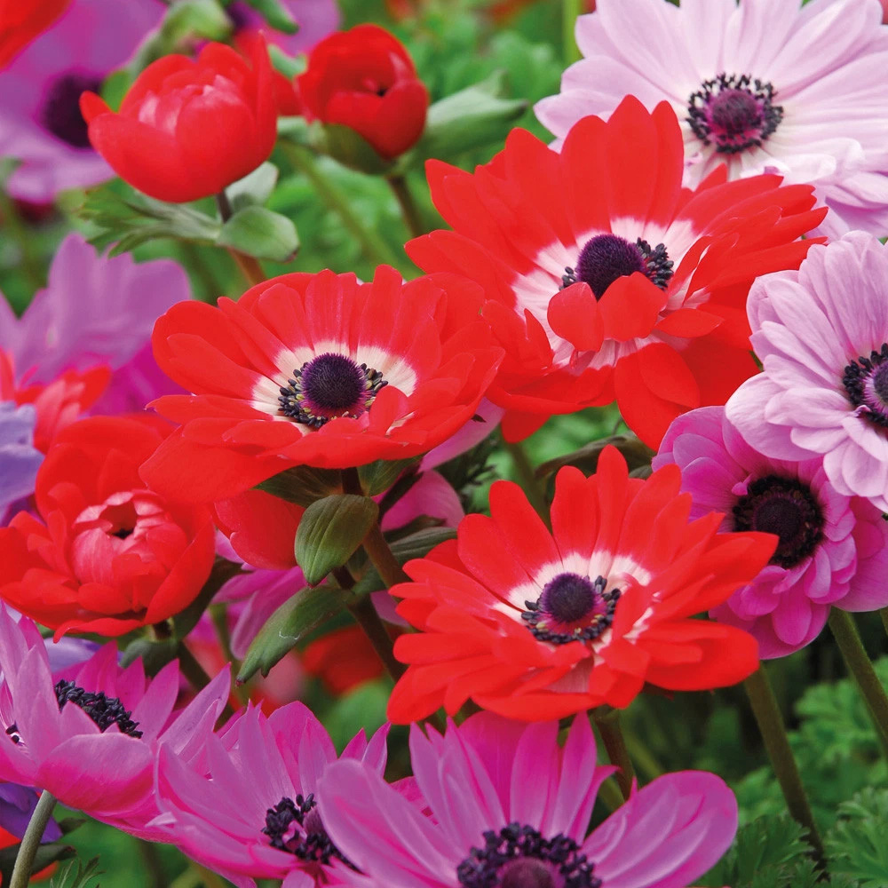 Thompson and Morgan Anemone St Brigid Doubles Planting Bulb 100 Pack Image 1