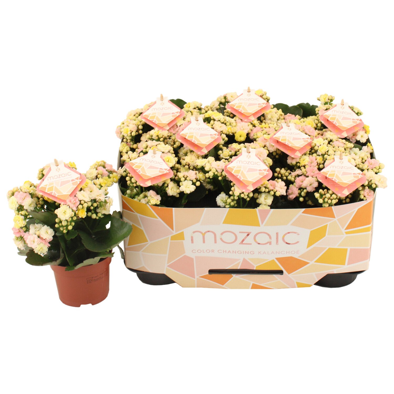 Kalanchoe Mozaic Image