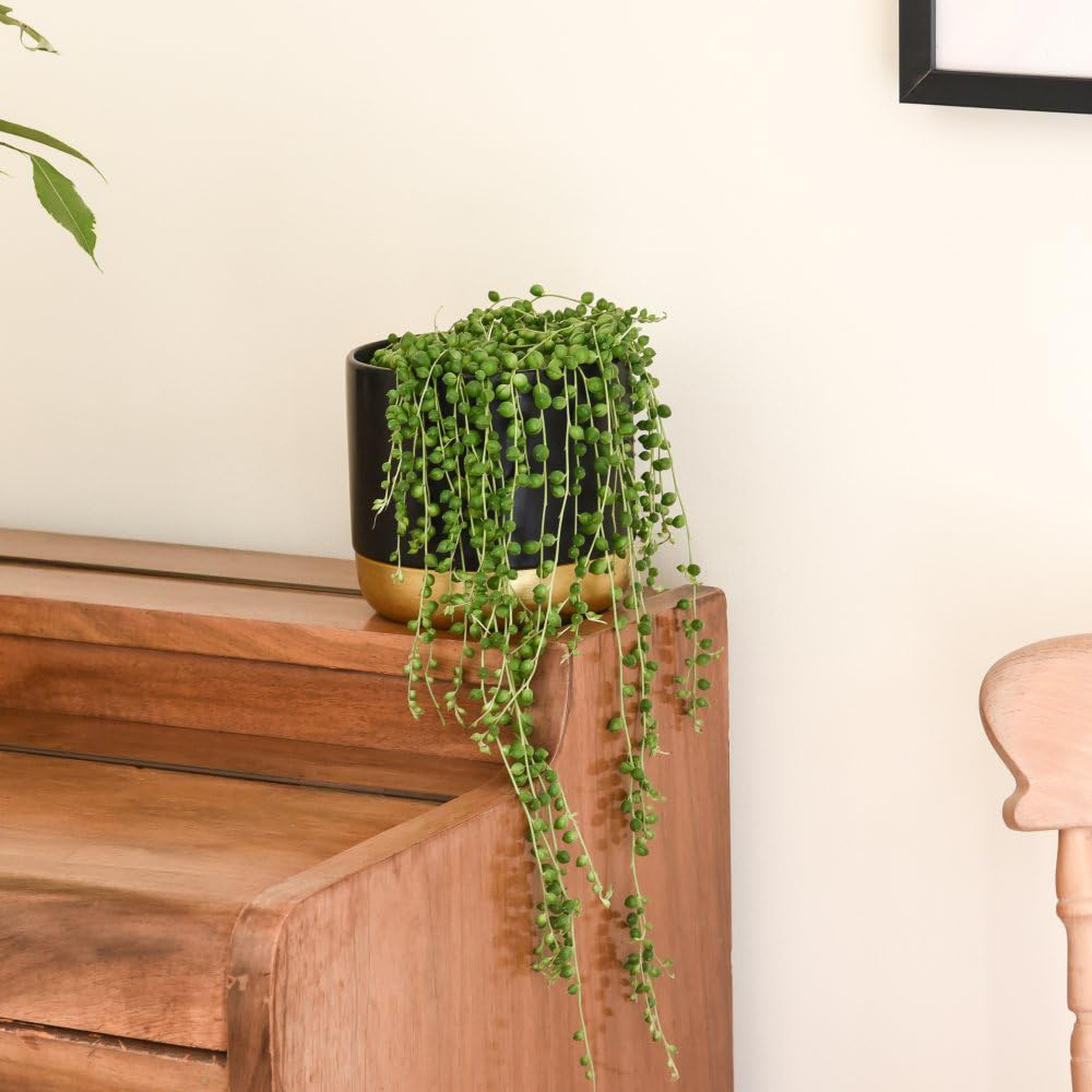 Thompson and Morgan String of Pearls Plant Hanging Basket 14cm Image 4
