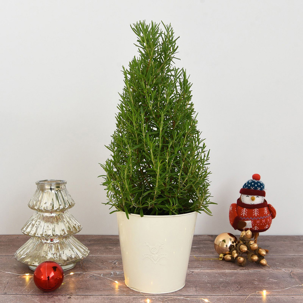 Thompson and Morgan Christmas Gift Rosemary Officinalis Real Christmas Tree Pot 15cm Image 2