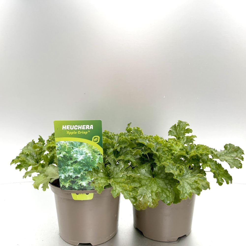 Thompson & Morgan Heuchera Apple Crisp Plant Pot 2L Image 2