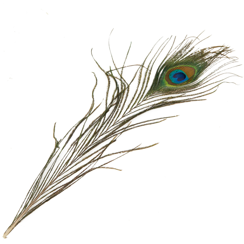 Art Studio Peacock Feathers Image 2