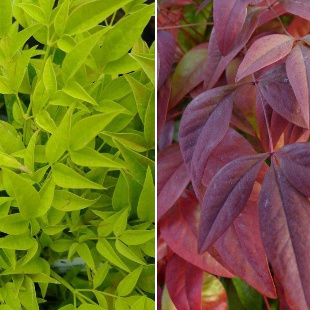 Thompson and Morgan Nandina Duo Plant Pot 9cm 2 Pack Image 1
