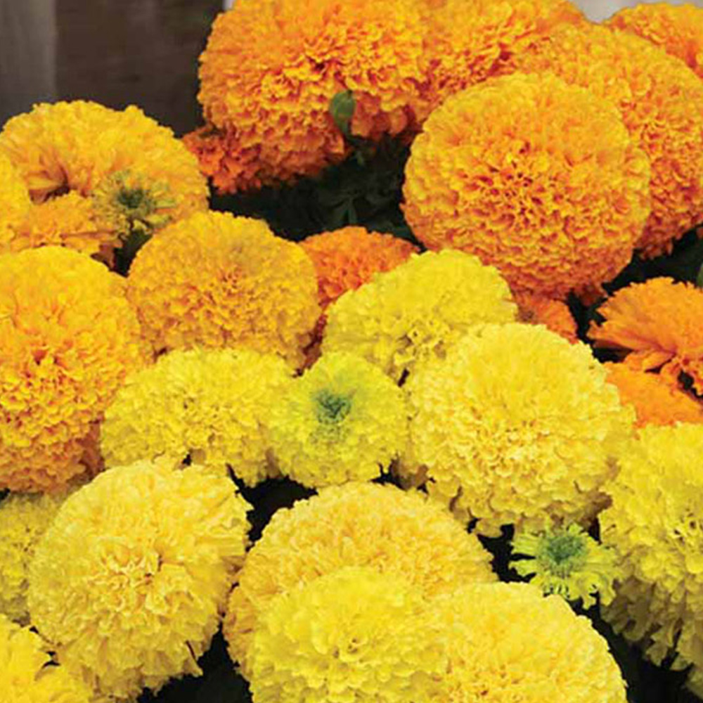 Thompson & Morgan Marigold Dune Mixed Seeds Image 1