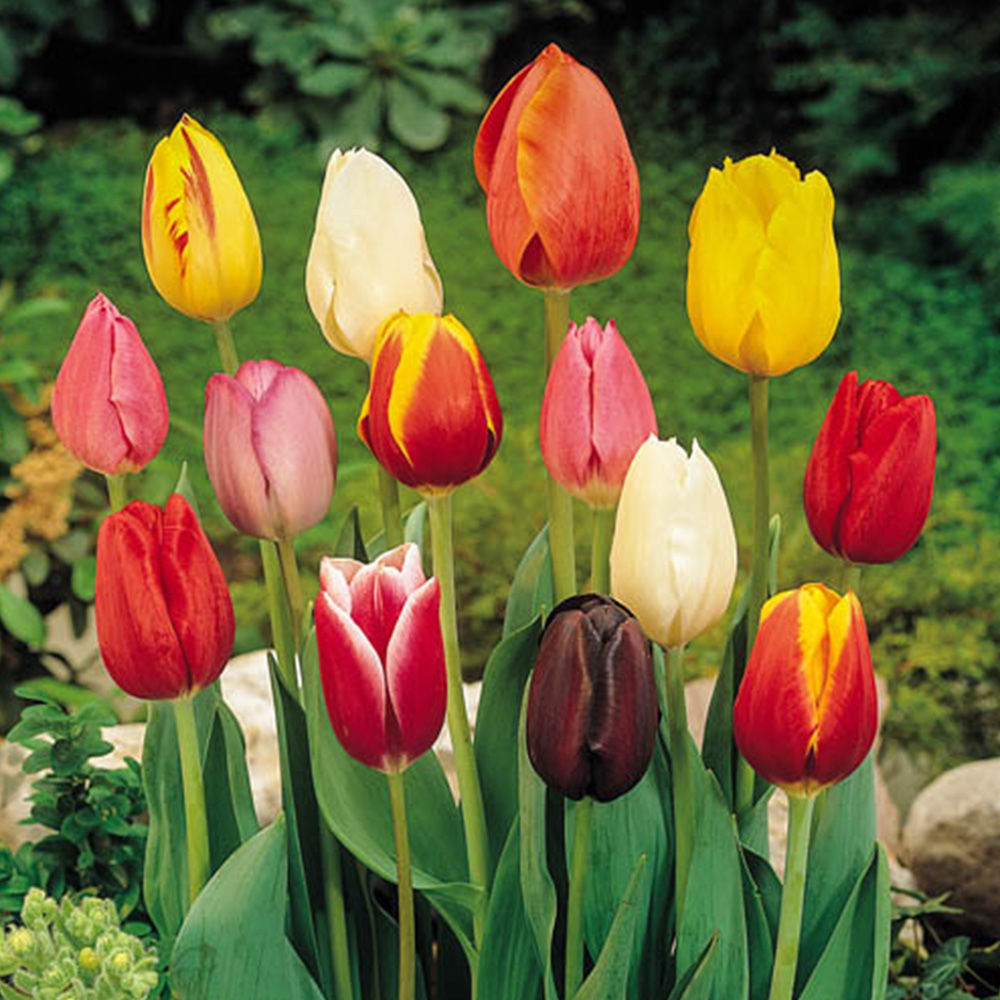 wilko Tulip Triumph Multicolour Planting Bulb 15 Pack Image 1