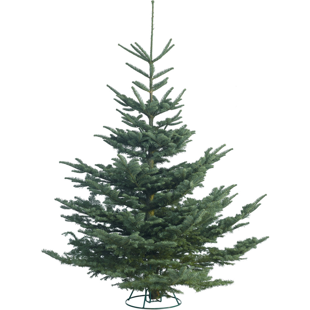 Noble Fir Real Christmas Tree 5 6.5ft Green Image 1