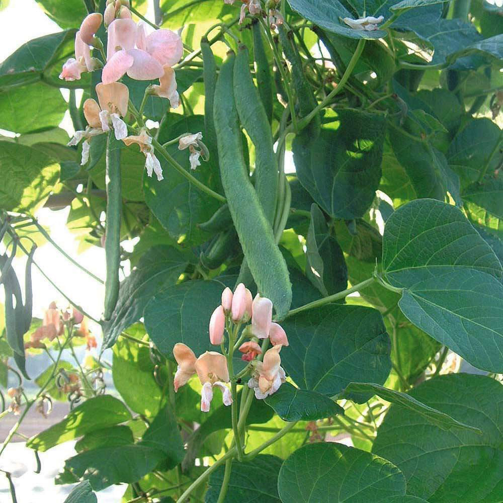 Thompson and Morgan Runner Bean Celebration Seeds Image 2