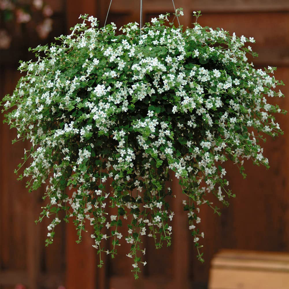 Thompson and Morgan Bacopa Snowtopia Plant Plug 24 Pack Image 7