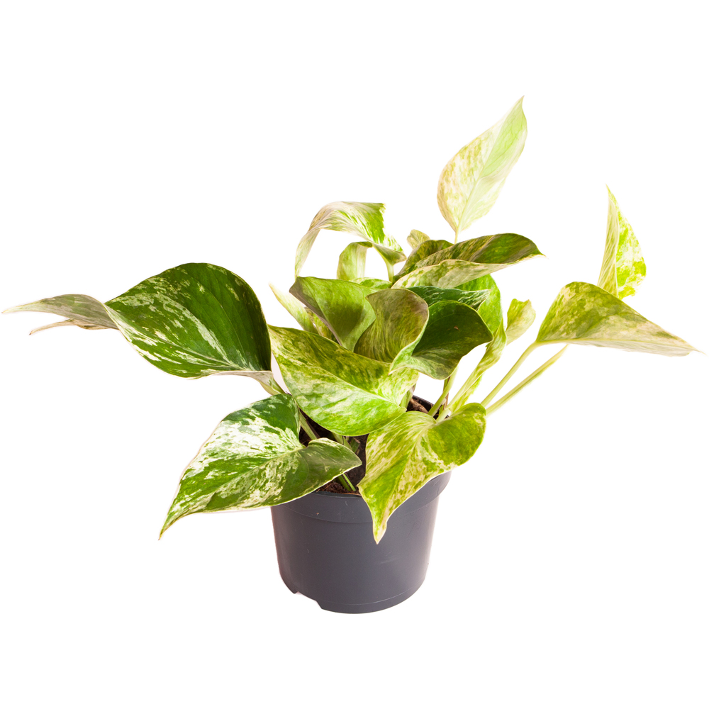 YouGarden Marble Queen Pothos with Grey Recycled Pot Cover 12cm Image 2