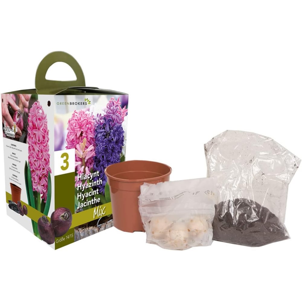 GreenBrokers Hyacinth Bee Friendly 3 Mixed Planting Bulb Gift Box Image 1