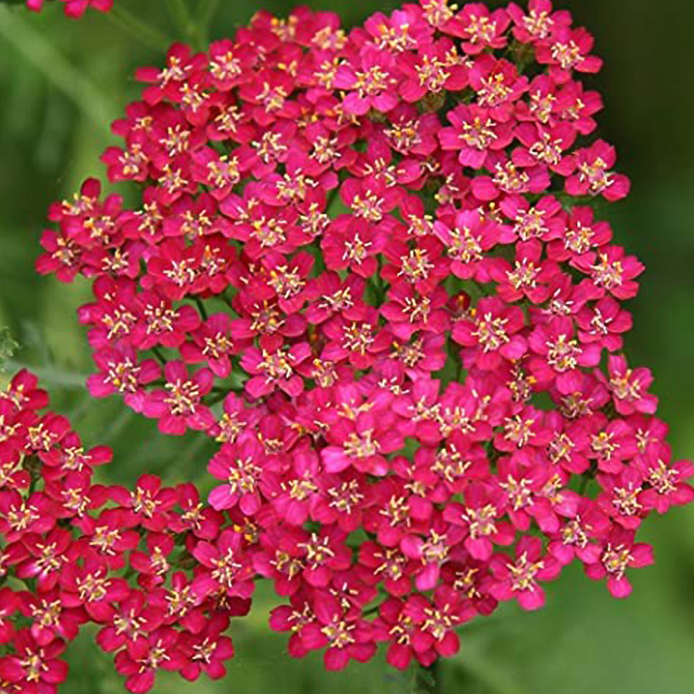 Thompson and Morgan Achillea Cerise Queen Plug Plant 12 Pack Image 6