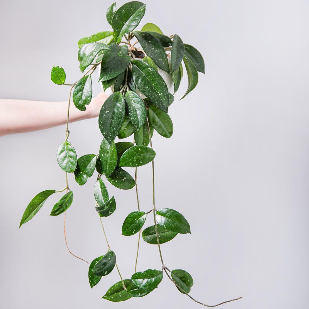 Thompson and Morgan Hoya Gracilis Plant Pot 12cm Image 2