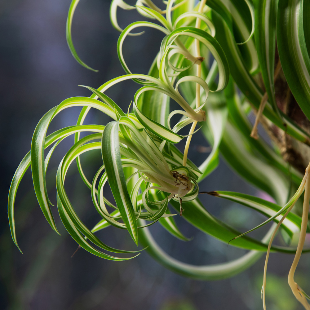 YouGarden Spider Plant with Red Pot Cover 12cm Image 3