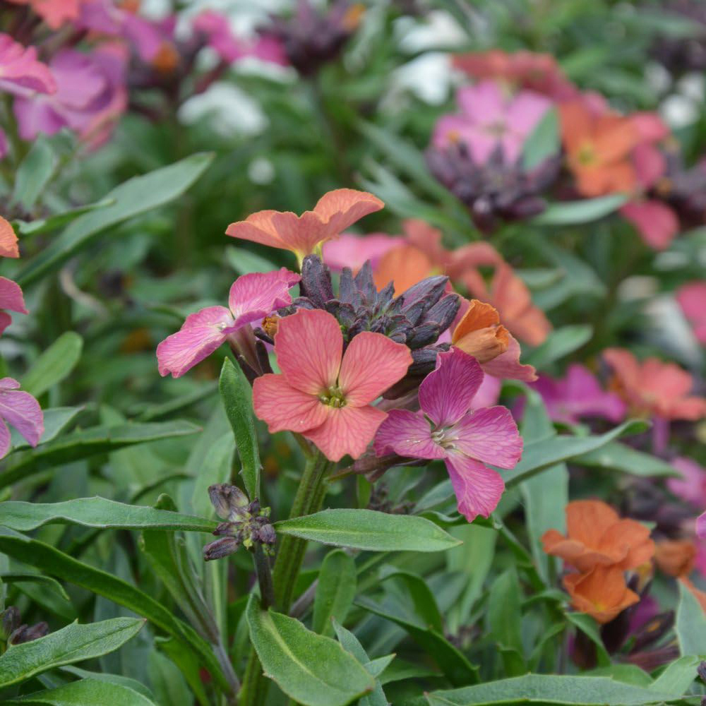 Thompson & Morgan Erysimum Wallflower Constant Cheer Jumbo Plant Plug 6 Pack Image 1