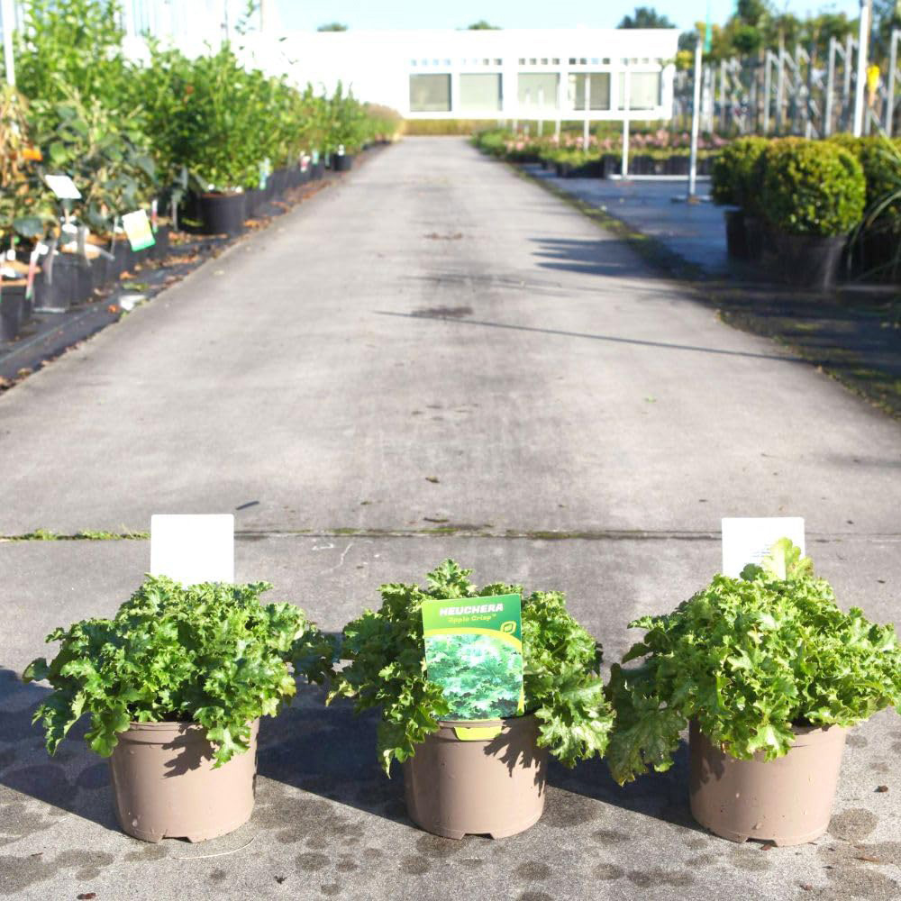Thompson & Morgan Heuchera Apple Crisp Plant Pot 2L Image 3