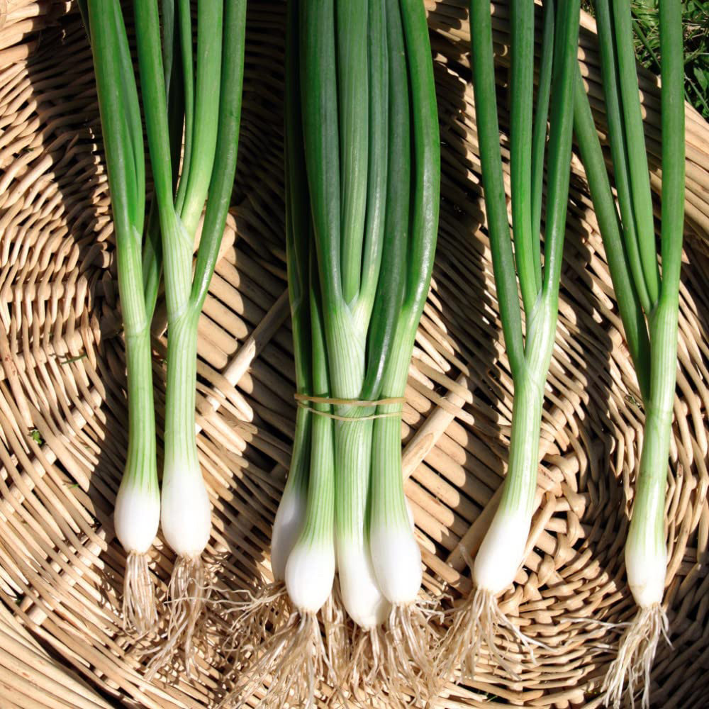 Thompson & Morgan Organic Spring Onion White Lisbon Seed Packet Image 3