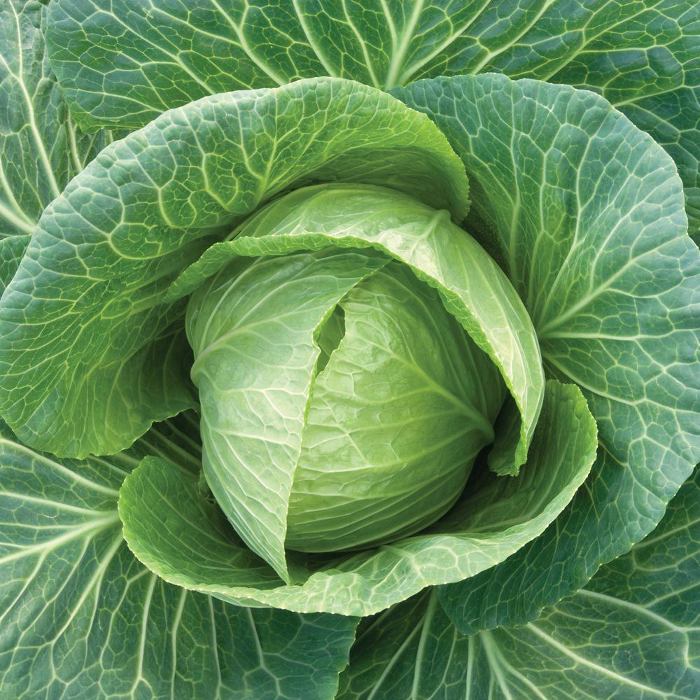Thompson & Morgan Cabbage Durham Early Seeds Image 1
