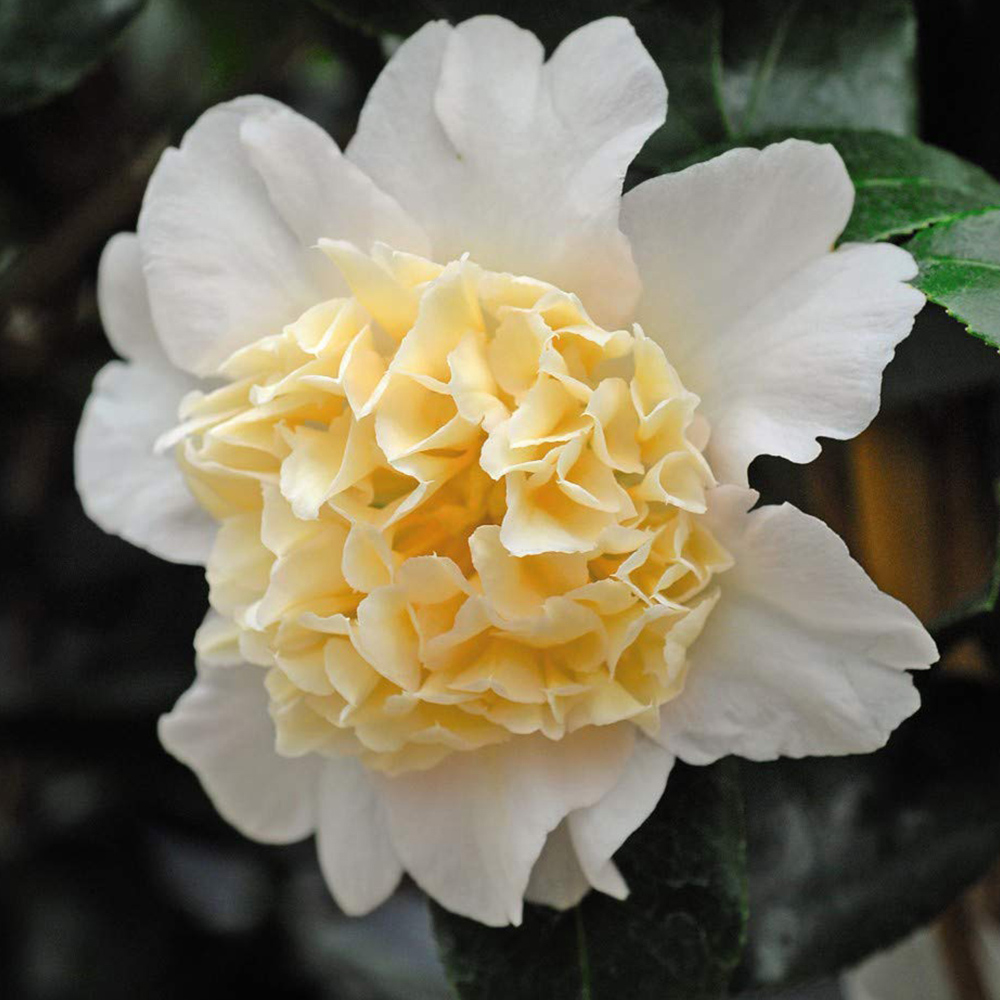 Thompson and Morgan Camellia Jap Brushfield Yellow Plant Pot 9cm Image 3