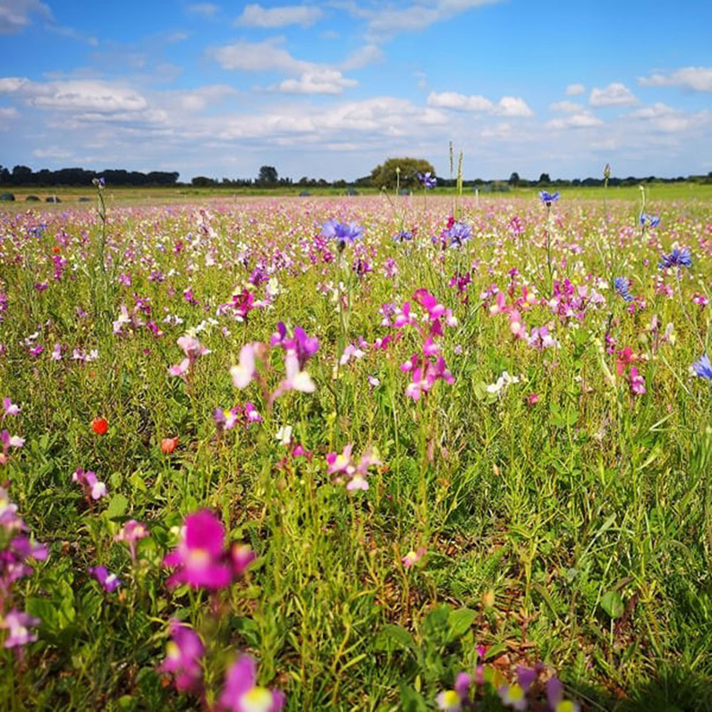 Harrowden Birds and Bees Meadowmat 20sqm Image 2