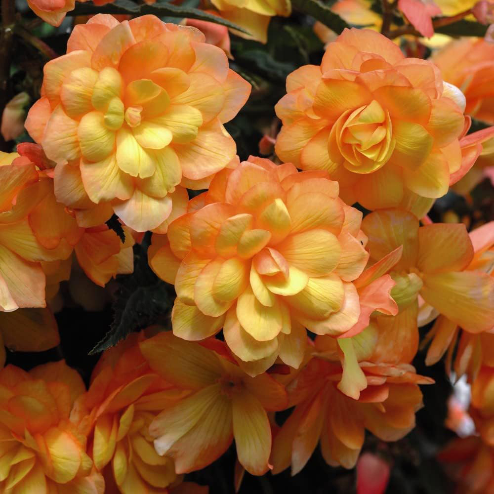 Thompson and Morgan Begonia Apricot Shades Preplanted Hanging Basket 25cm 4 Pack Image 1