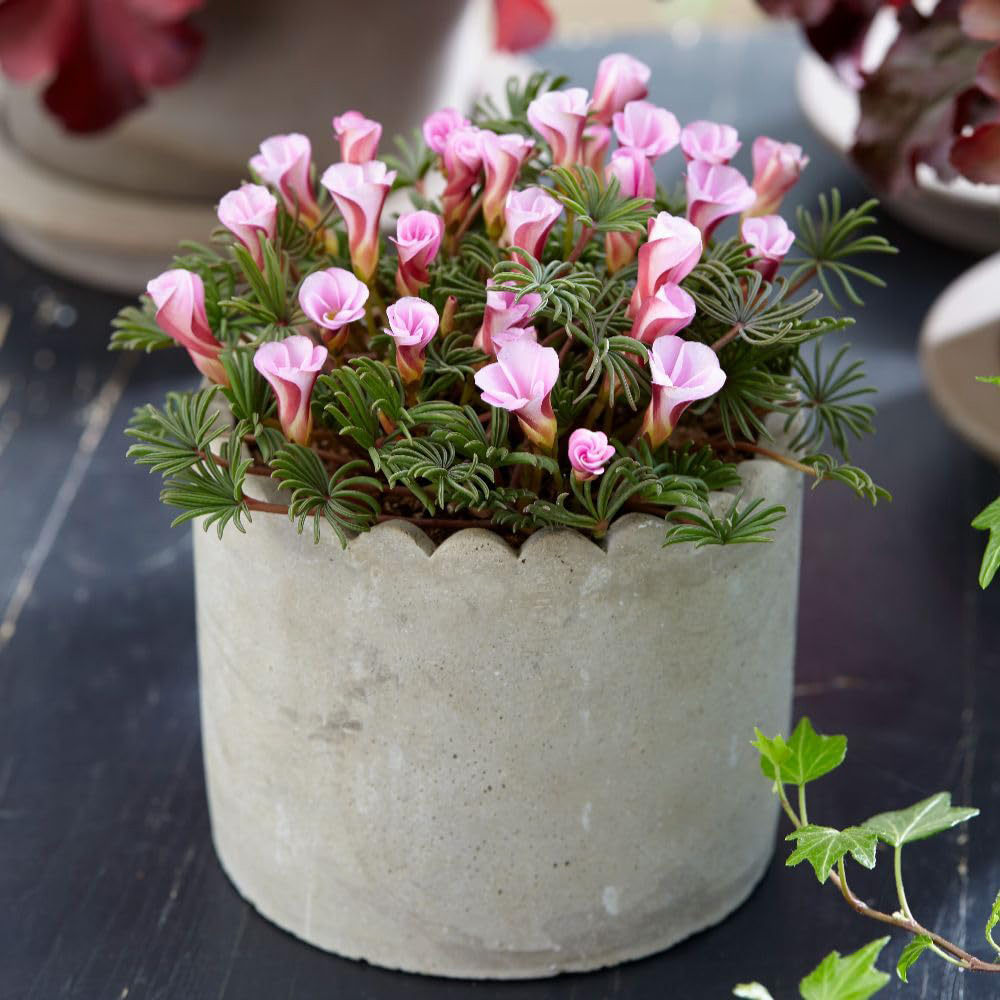 Thompson and Morgan Oxalis Autumn Pink Bulbs 10 Pack Image