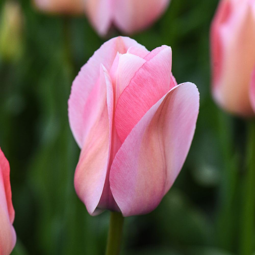 Thompson and Morgan Tulip Bella Blush Bulbs 8 Pack Image 1