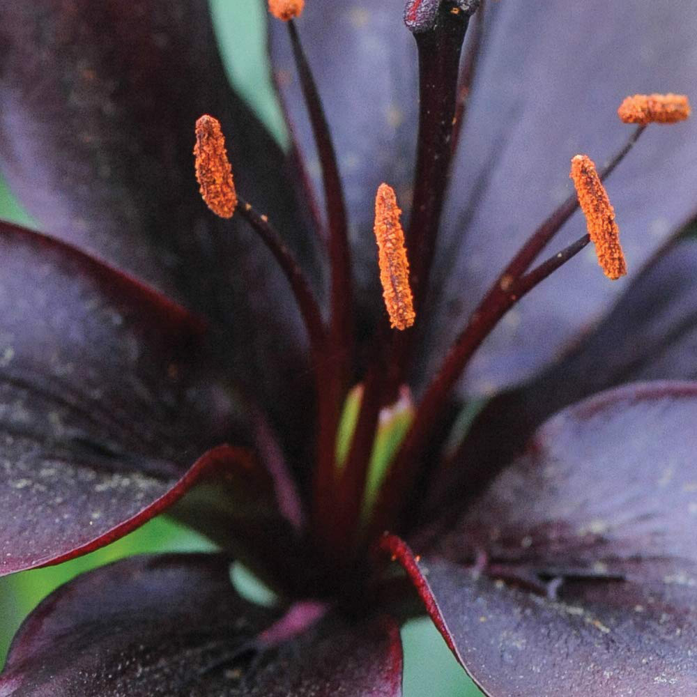 Thompson & Morgan Lily Black Jewel Planting Bulb 10 Pack Image 2