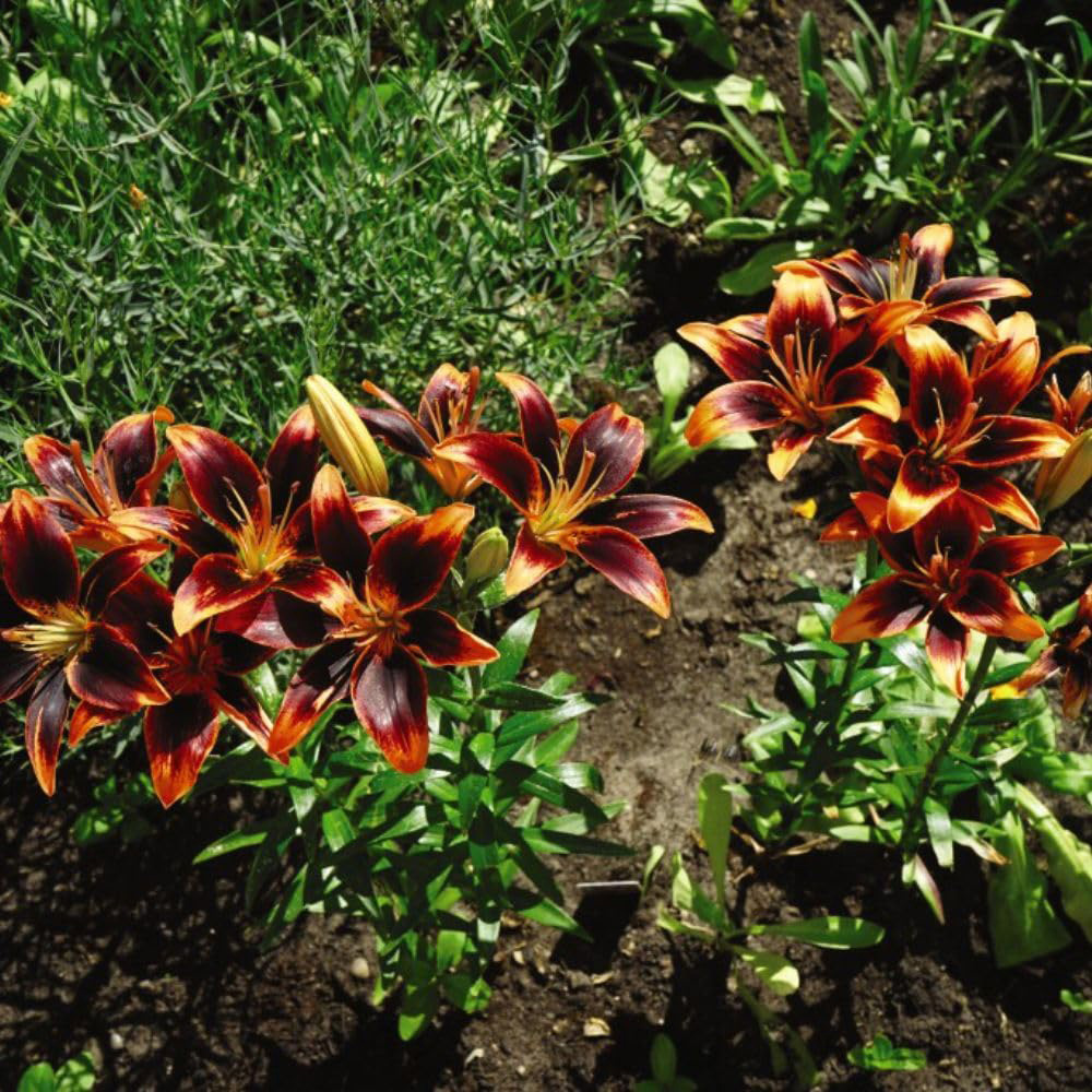 Thompson and Morgan Lily Forever Susan Planting Bulb 10 Pack Image 3