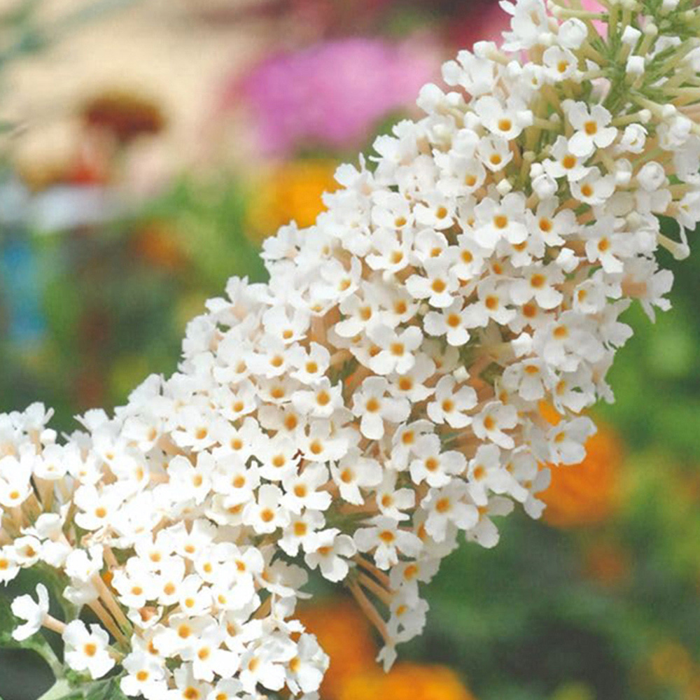 Thompson and Morgan Buddleja Buzz Ivory Plant Pot 1L 2 Pack Image 2