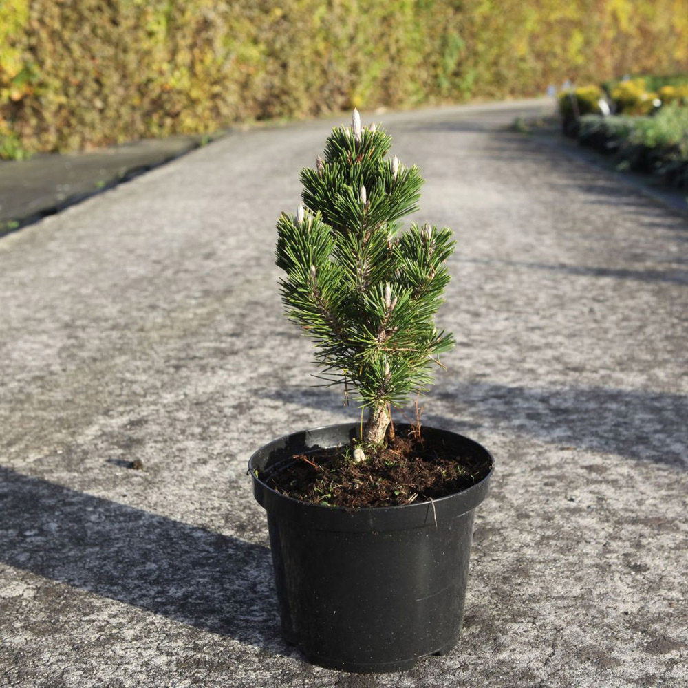 Thompson and Morgan Pinus Mugo Mops Plant Pot 2L Image 4