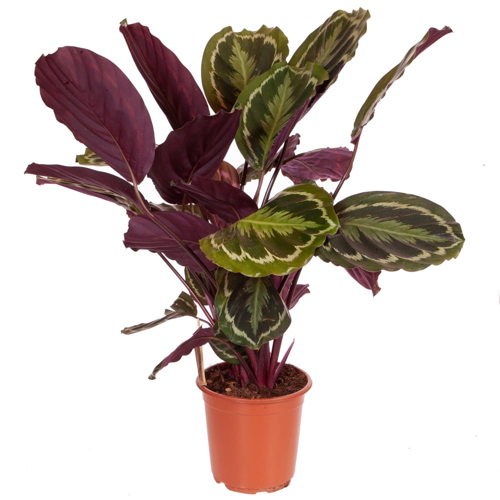 YouGarden Calathea Medallion with Taupe Pot Cover Image 2
