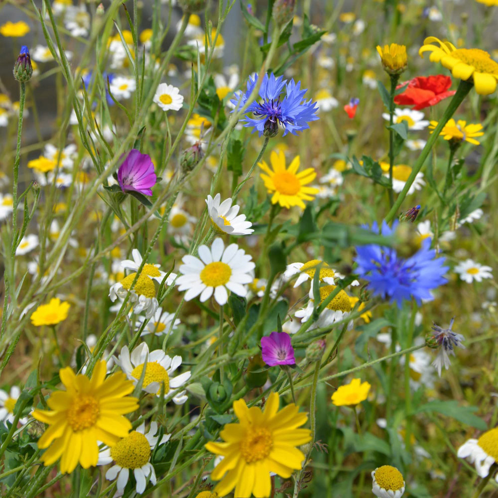 Thompson and Morgan Native British Wildflower Mix Patio Pots Seeds Image 1
