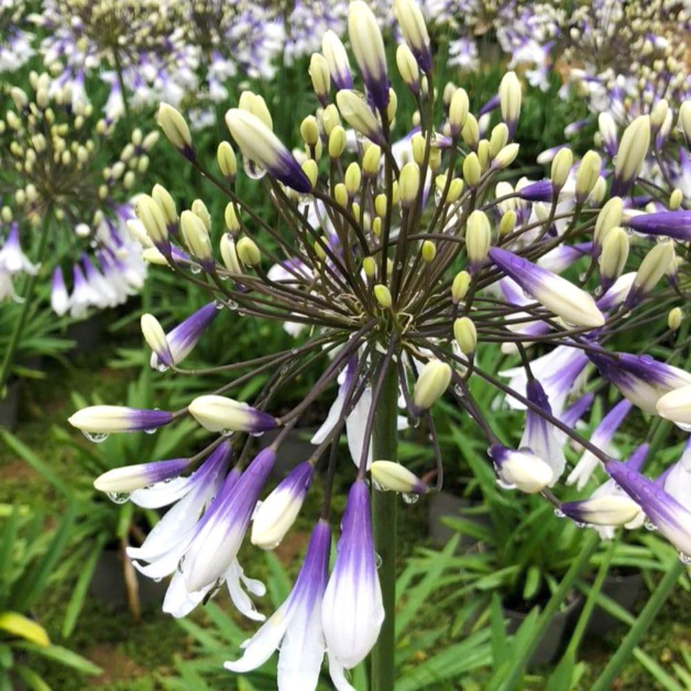 Thompson and Morgan Agapanthus Fireworks Plant Pot 9cm 2 Pack Image 3