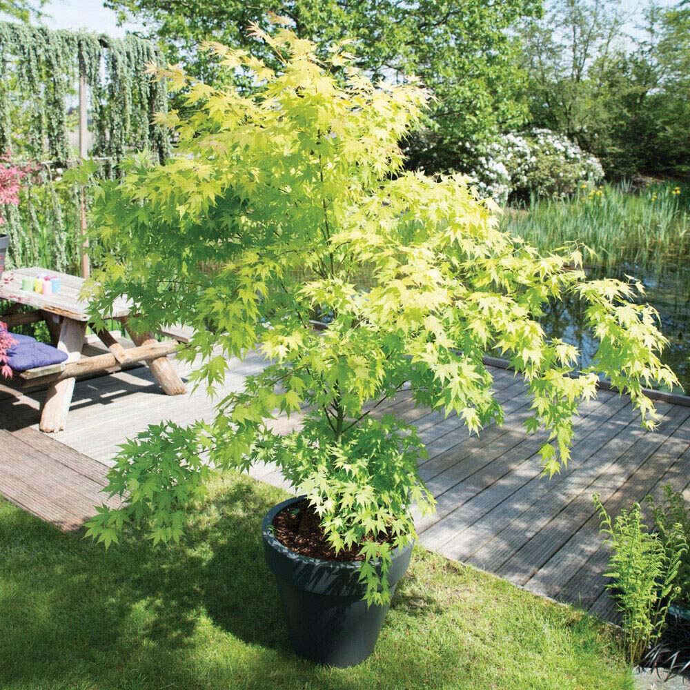 Thompson & Morgan Acer Palmatum Orange Beauty Dream Plant Pot 10.5cm 2 Pack Image 2