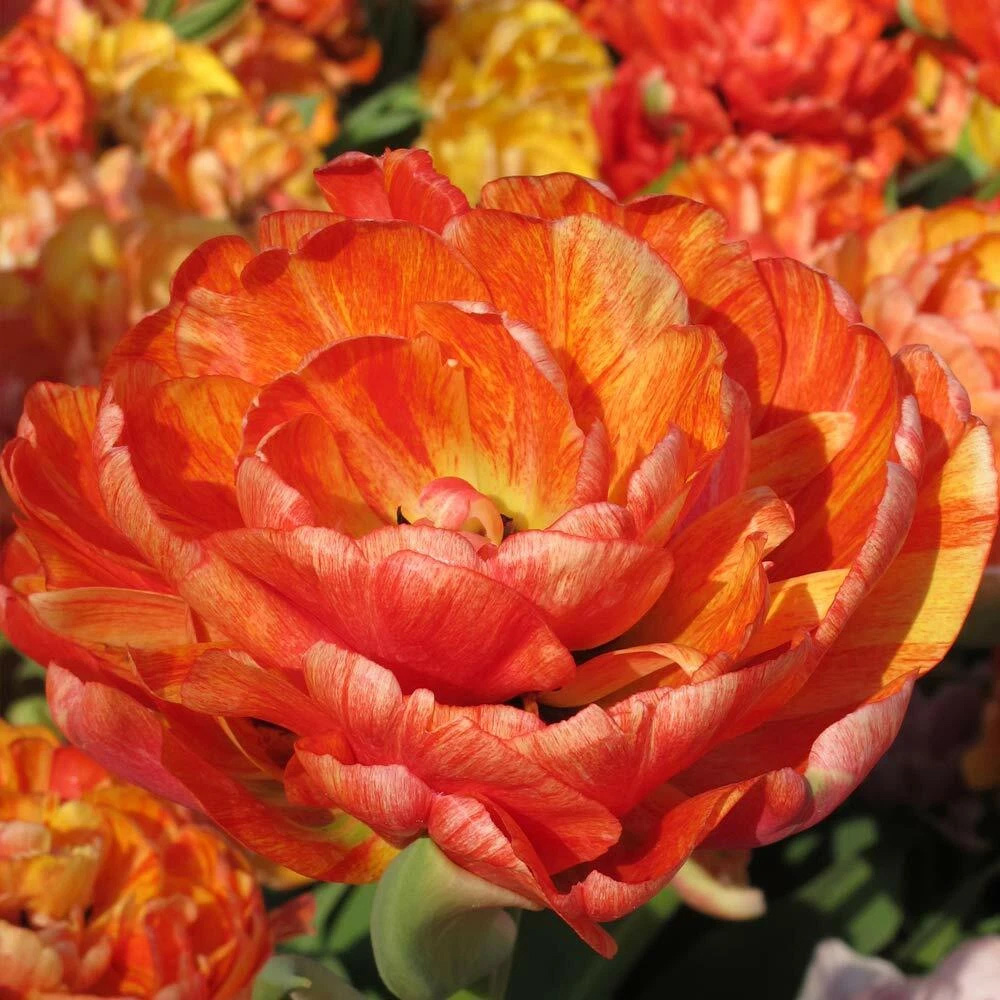 Thompson and Morgan Tulip Big Giant Autumn Planting Bulb 32 Pack Image 1