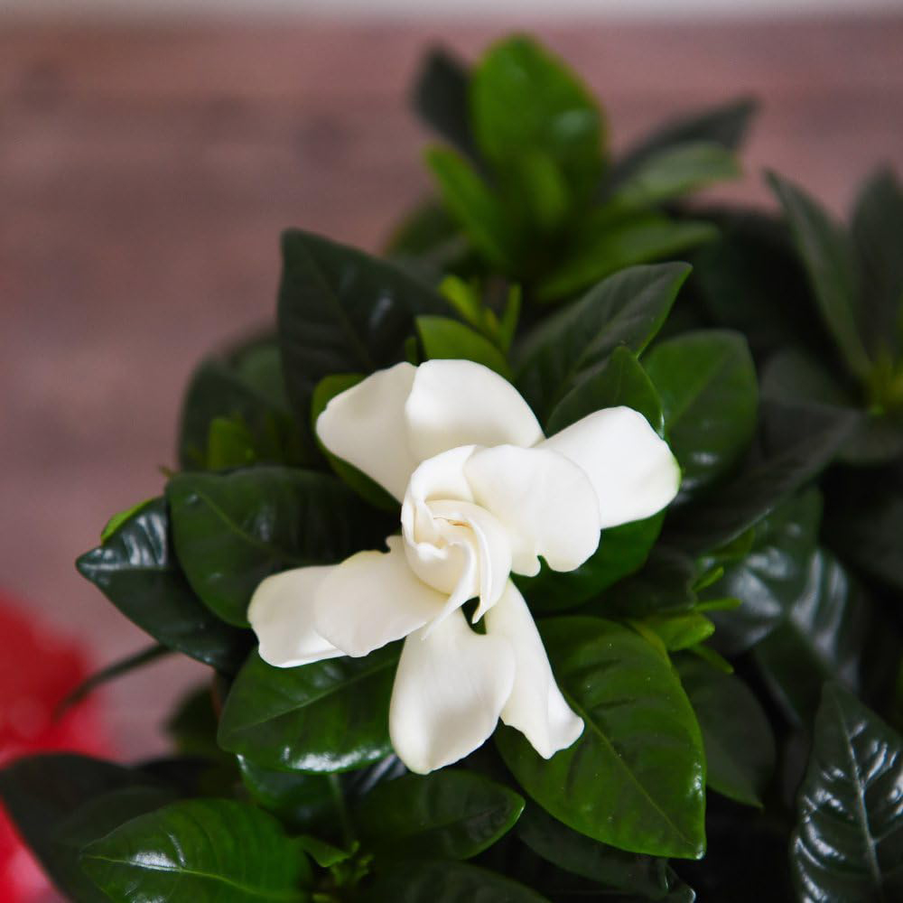 Thompson and Morgan Christmas Gift Gardenia Snowball Plant Pot 13cm 2 Pack Image 3
