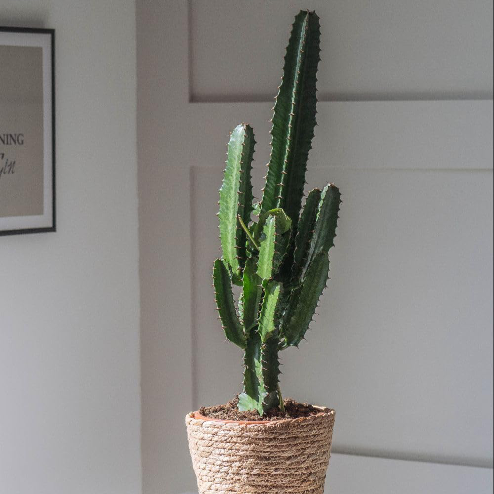 Thompson and Morgan Euphorbia Acruensis Cactus Plant Pot 17cm 2 Pack Image 1