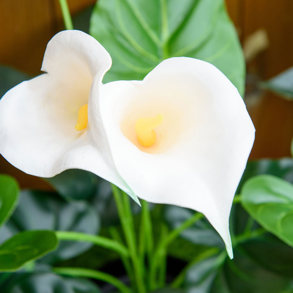 Portland White Flower Calla Lily Artificial Plant In Pot 1.8ft 2 Pack Image 7