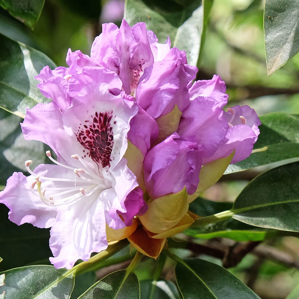 YouGarden Lilac Rhododendron Hybrid Plant Pot 15cm Image 1