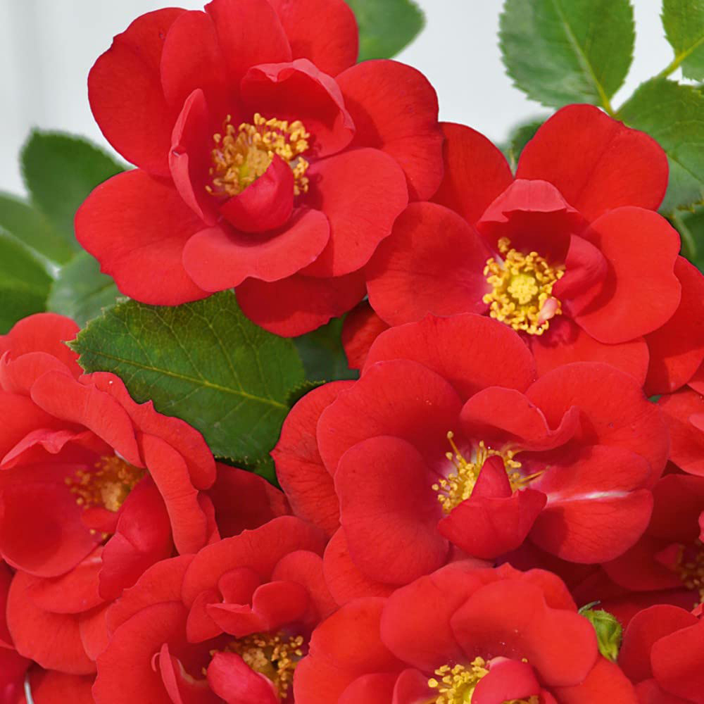Thompson and Morgan Rose Patio Lots of Kisses Bare Root Image 3