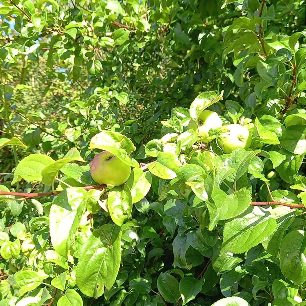 Inspirational Gifting Crab Apple Bare Root Hedge Plant Sapling 2-3ft 20 Pack Image 2