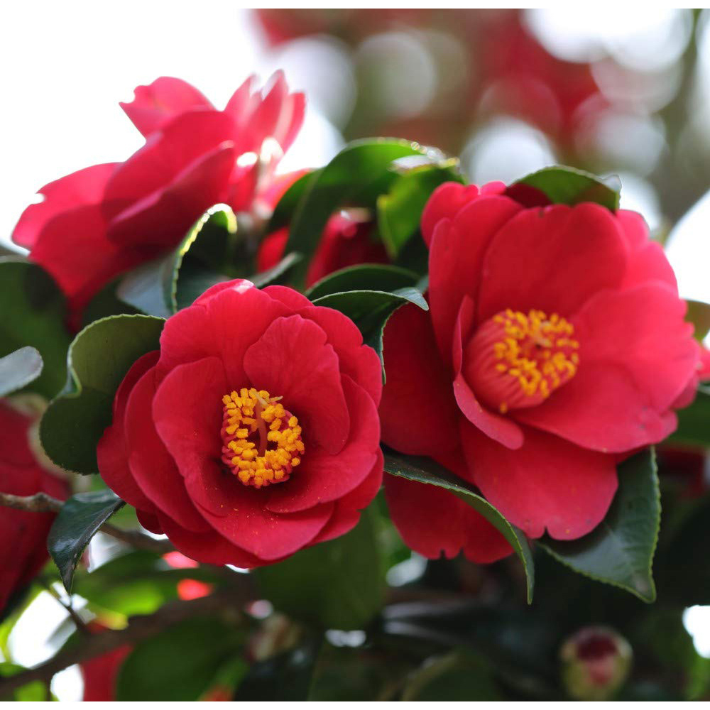 Thompson & Morgan Red Camellia Japonica Dr King Plant Pot 9cm Image 1