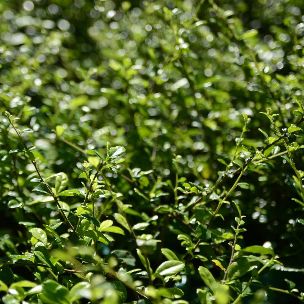 Thompson & Morgan Dark Green Ilex Crenata Bush Plant Pot 3L Image 1