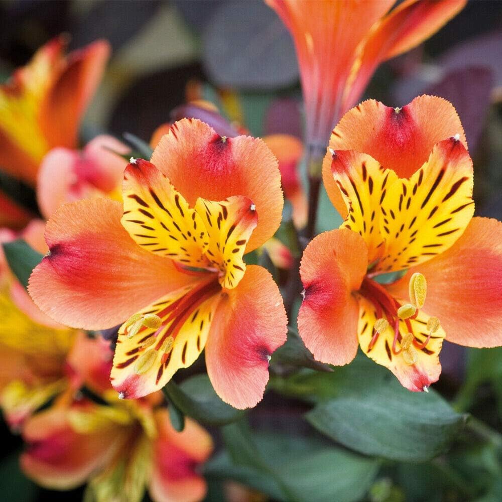 Thompson and Morgan Alstroemeria Summer Duo Jumbo Plug Plant 4 Pack Image 1