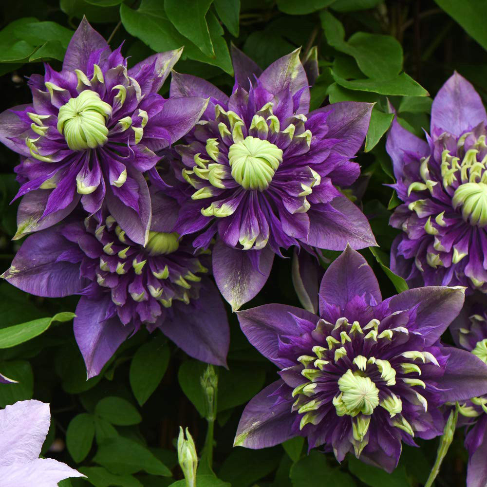 Thompson and Morgan Clematis Taiga Pot 9cm 2 Pack Image 5