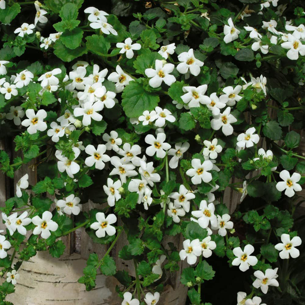Thompson and Morgan Bacopa Snowtopia Plant Plug 48 Pack Image 1