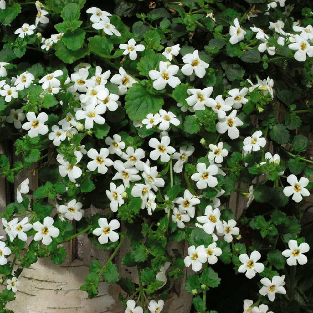 Thompson and Morgan Bacopa Snowtopia Plant Plug 24 Pack Image 1
